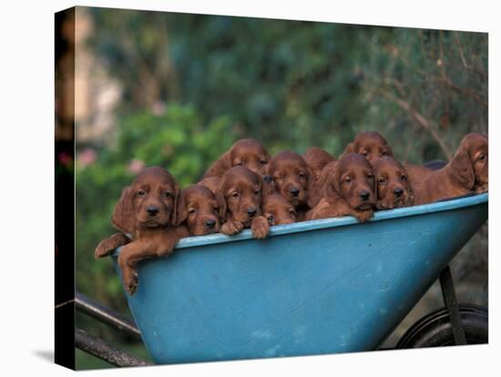 Domestic Dogs, a Wheelbarrow Full of Irish / Red Setter Puppies-Adriano Bacchella-Stretched Canvas