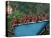 Domestic Dogs, a Wheelbarrow Full of Irish / Red Setter Puppies-Adriano Bacchella-Stretched Canvas