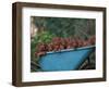 Domestic Dogs, a Wheelbarrow Full of Irish / Red Setter Puppies-Adriano Bacchella-Framed Premium Photographic Print