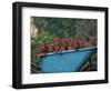 Domestic Dogs, a Wheelbarrow Full of Irish / Red Setter Puppies-Adriano Bacchella-Framed Premium Photographic Print