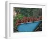 Domestic Dogs, a Wheelbarrow Full of Irish / Red Setter Puppies-Adriano Bacchella-Framed Premium Photographic Print