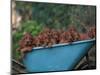 Domestic Dogs, a Wheelbarrow Full of Irish / Red Setter Puppies-Adriano Bacchella-Mounted Premium Photographic Print