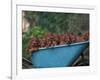 Domestic Dogs, a Wheelbarrow Full of Irish / Red Setter Puppies-Adriano Bacchella-Framed Photographic Print