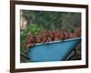 Domestic Dogs, a Wheelbarrow Full of Irish / Red Setter Puppies-Adriano Bacchella-Framed Photographic Print