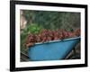 Domestic Dogs, a Wheelbarrow Full of Irish / Red Setter Puppies-Adriano Bacchella-Framed Photographic Print