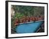 Domestic Dogs, a Wheelbarrow Full of Irish / Red Setter Puppies-Adriano Bacchella-Framed Photographic Print