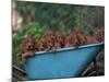 Domestic Dogs, a Wheelbarrow Full of Irish / Red Setter Puppies-Adriano Bacchella-Mounted Photographic Print