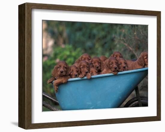 Domestic Dogs, a Wheelbarrow Full of Irish / Red Setter Puppies-Adriano Bacchella-Framed Photographic Print