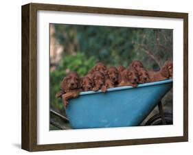 Domestic Dogs, a Wheelbarrow Full of Irish / Red Setter Puppies-Adriano Bacchella-Framed Photographic Print
