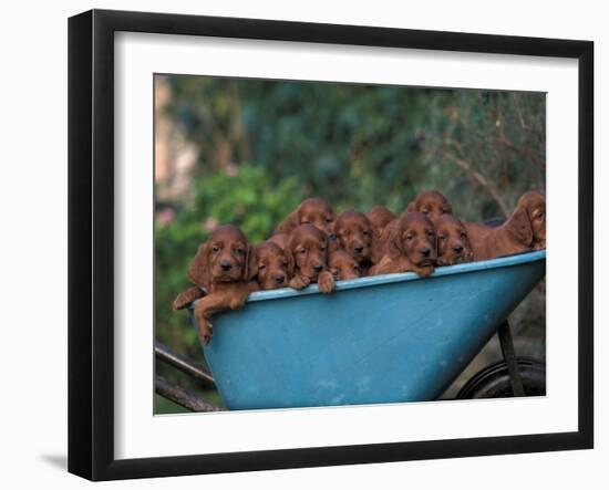 Domestic Dogs, a Wheelbarrow Full of Irish / Red Setter Puppies-Adriano Bacchella-Framed Photographic Print