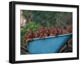 Domestic Dogs, a Wheelbarrow Full of Irish / Red Setter Puppies-Adriano Bacchella-Framed Photographic Print