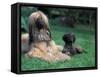 Domestic Dogs, Afghan Hound Lying on Grass with Puppy-Adriano Bacchella-Framed Stretched Canvas