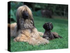 Domestic Dogs, Afghan Hound Lying on Grass with Puppy-Adriano Bacchella-Stretched Canvas