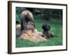 Domestic Dogs, Afghan Hound Lying on Grass with Puppy-Adriano Bacchella-Framed Photographic Print