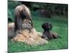 Domestic Dogs, Afghan Hound Lying on Grass with Puppy-Adriano Bacchella-Mounted Photographic Print