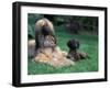 Domestic Dogs, Afghan Hound Lying on Grass with Puppy-Adriano Bacchella-Framed Photographic Print