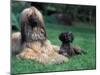 Domestic Dogs, Afghan Hound Lying on Grass with Puppy-Adriano Bacchella-Mounted Photographic Print