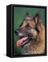 Domestic Dogs, Belgian Malinois / Shepherd Dog Face Portrait-Adriano Bacchella-Framed Stretched Canvas