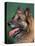 Domestic Dogs, Belgian Malinois / Shepherd Dog Face Portrait-Adriano Bacchella-Stretched Canvas