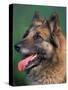 Domestic Dogs, Belgian Malinois / Shepherd Dog Face Portrait-Adriano Bacchella-Stretched Canvas