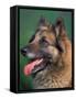 Domestic Dogs, Belgian Malinois / Shepherd Dog Face Portrait-Adriano Bacchella-Framed Stretched Canvas