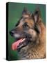 Domestic Dogs, Belgian Malinois / Shepherd Dog Face Portrait-Adriano Bacchella-Stretched Canvas