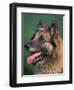 Domestic Dogs, Belgian Malinois / Shepherd Dog Face Portrait-Adriano Bacchella-Framed Premium Photographic Print