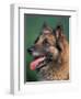 Domestic Dogs, Belgian Malinois / Shepherd Dog Face Portrait-Adriano Bacchella-Framed Premium Photographic Print