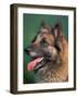 Domestic Dogs, Belgian Malinois / Shepherd Dog Face Portrait-Adriano Bacchella-Framed Photographic Print