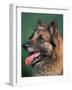 Domestic Dogs, Belgian Malinois / Shepherd Dog Face Portrait-Adriano Bacchella-Framed Photographic Print