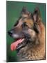 Domestic Dogs, Belgian Malinois / Shepherd Dog Face Portrait-Adriano Bacchella-Mounted Photographic Print