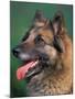 Domestic Dogs, Belgian Malinois / Shepherd Dog Face Portrait-Adriano Bacchella-Mounted Photographic Print