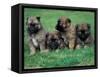 Domestic Dogs, Belgian Malinois / Shepherd Dog Puppies Sitting / Lying Together-Adriano Bacchella-Framed Stretched Canvas