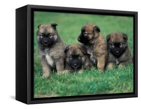 Domestic Dogs, Belgian Malinois / Shepherd Dog Puppies Sitting / Lying Together-Adriano Bacchella-Framed Stretched Canvas