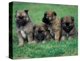 Domestic Dogs, Belgian Malinois / Shepherd Dog Puppies Sitting / Lying Together-Adriano Bacchella-Stretched Canvas
