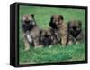 Domestic Dogs, Belgian Malinois / Shepherd Dog Puppies Sitting / Lying Together-Adriano Bacchella-Framed Stretched Canvas