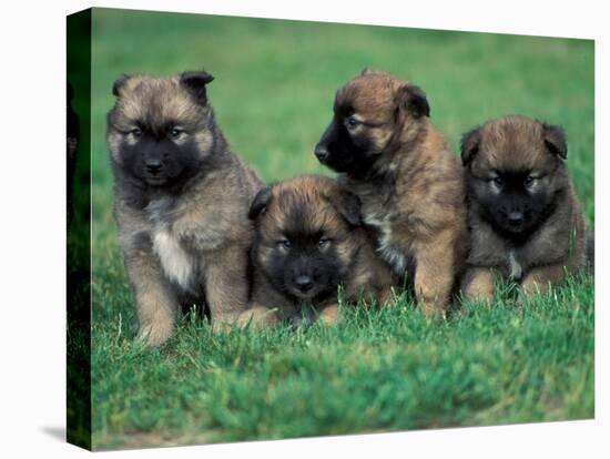 Domestic Dogs, Belgian Malinois / Shepherd Dog Puppies Sitting / Lying Together-Adriano Bacchella-Stretched Canvas