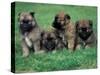 Domestic Dogs, Belgian Malinois / Shepherd Dog Puppies Sitting / Lying Together-Adriano Bacchella-Stretched Canvas