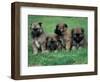 Domestic Dogs, Belgian Malinois / Shepherd Dog Puppies Sitting / Lying Together-Adriano Bacchella-Framed Premium Photographic Print