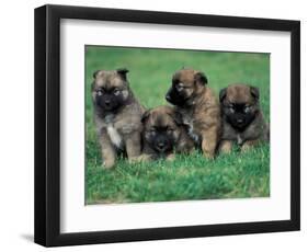 Domestic Dogs, Belgian Malinois / Shepherd Dog Puppies Sitting / Lying Together-Adriano Bacchella-Framed Premium Photographic Print