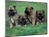 Domestic Dogs, Belgian Malinois / Shepherd Dog Puppies Sitting / Lying Together-Adriano Bacchella-Mounted Premium Photographic Print