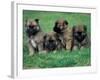 Domestic Dogs, Belgian Malinois / Shepherd Dog Puppies Sitting / Lying Together-Adriano Bacchella-Framed Photographic Print