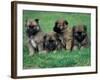 Domestic Dogs, Belgian Malinois / Shepherd Dog Puppies Sitting / Lying Together-Adriano Bacchella-Framed Photographic Print