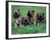 Domestic Dogs, Belgian Malinois / Shepherd Dog Puppies Sitting / Lying Together-Adriano Bacchella-Framed Photographic Print