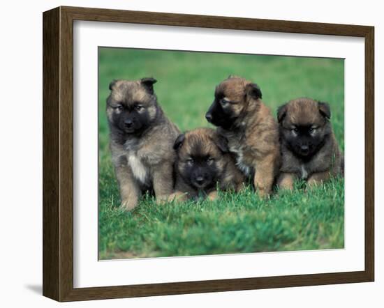 Domestic Dogs, Belgian Malinois / Shepherd Dog Puppies Sitting / Lying Together-Adriano Bacchella-Framed Photographic Print