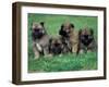 Domestic Dogs, Belgian Malinois / Shepherd Dog Puppies Sitting / Lying Together-Adriano Bacchella-Framed Photographic Print