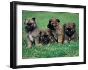 Domestic Dogs, Belgian Malinois / Shepherd Dog Puppies Sitting / Lying Together-Adriano Bacchella-Framed Photographic Print