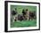 Domestic Dogs, Belgian Malinois / Shepherd Dog Puppies Sitting / Lying Together-Adriano Bacchella-Framed Photographic Print