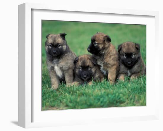 Domestic Dogs, Belgian Malinois / Shepherd Dog Puppies Sitting / Lying Together-Adriano Bacchella-Framed Photographic Print