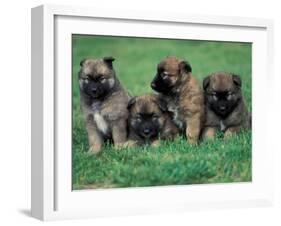 Domestic Dogs, Belgian Malinois / Shepherd Dog Puppies Sitting / Lying Together-Adriano Bacchella-Framed Photographic Print